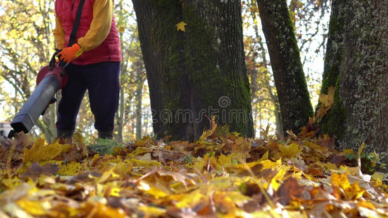 Caucasian man blowing autumn dry leaves near tree trunks in park.
