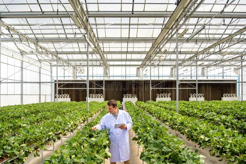 A Caucasian man scientist examines strawberry plants in a rooftop greenhouse, showcasing agricultural research and attention to stock photography