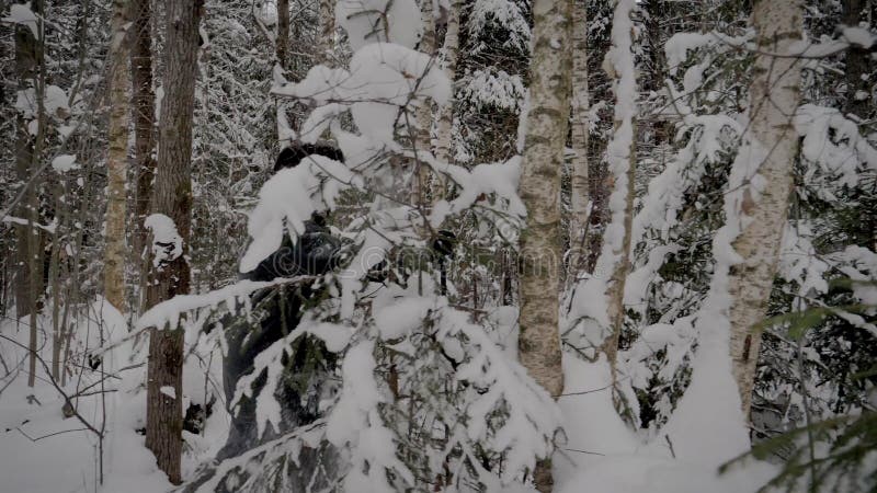 Caucasian man som fotvandrar till och med den snöig Forest With Trekking Poles In vintern