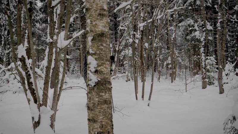 Caucasian man som fotvandrar till och med den snöig Forest With Trekking Poles In vintern