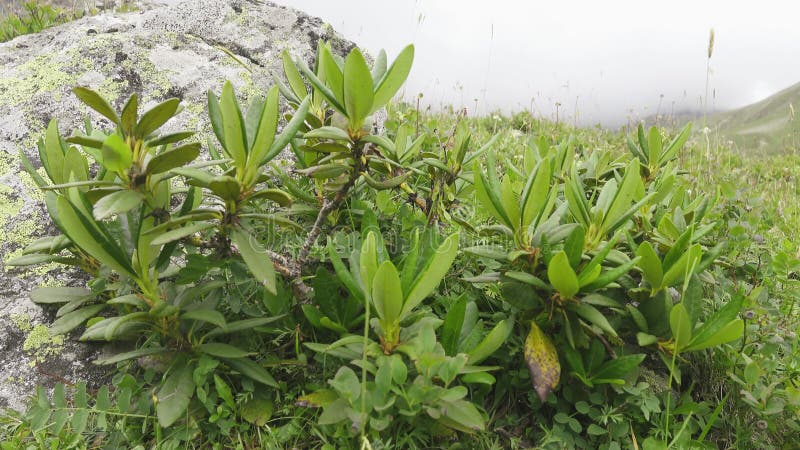 Caucasian rhododendron