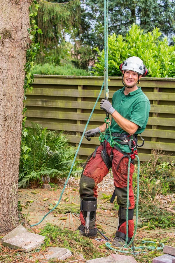 Dutch arborist with climbing equipment in garden stock photo Dutch arborist with climbing equipment in garden stock photo