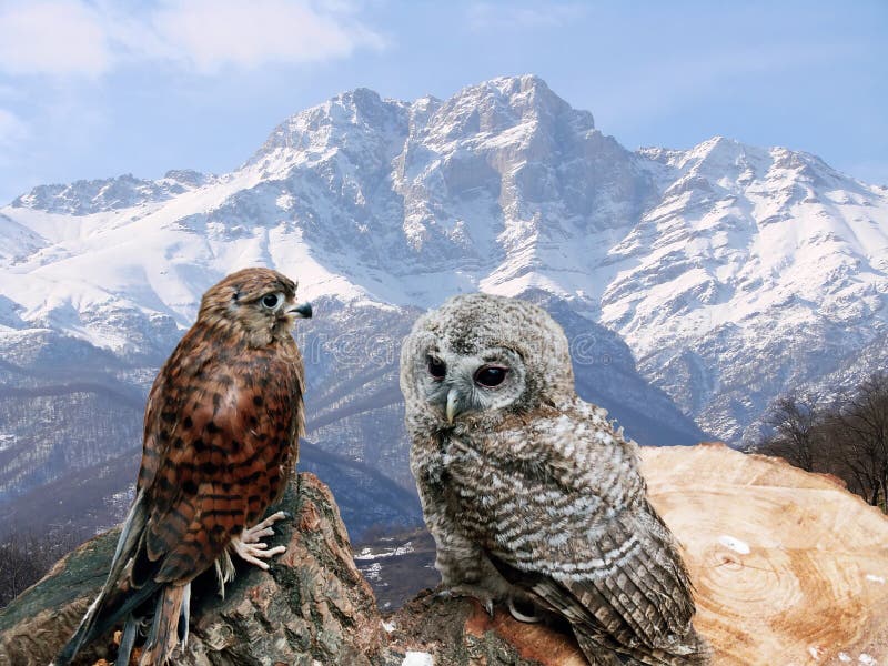 Caucasus mountains and owls