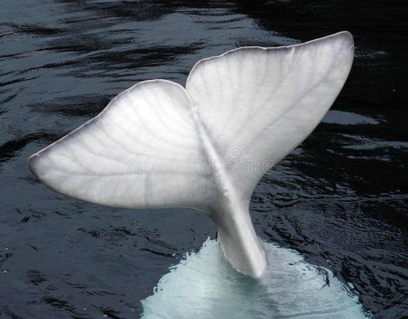 Cauda da baleia da beluga