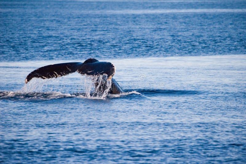 Cauda da baleia de Humpback