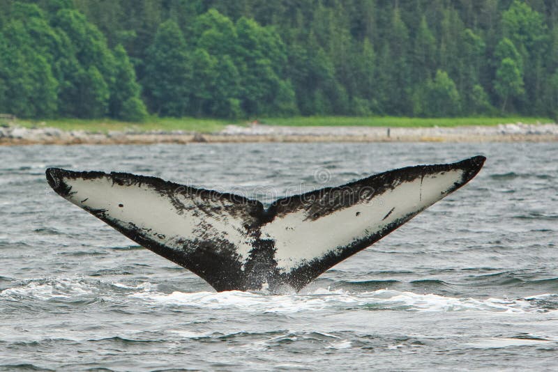 Cauda de Alaska da chama da baleia de Humpback