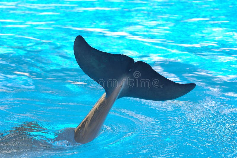 Cauda do golfinho na água