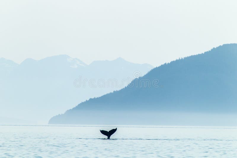 Cauda e montanhas da baleia de corcunda