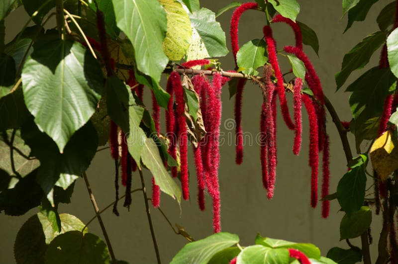 caudatus amaranthus стоковое фото caudatus amaranthus стоковое фото