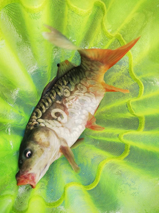 Caught carp fish in a fishing net royalty free stock photography Caught carp fish in a fishing net royalty free stock photography