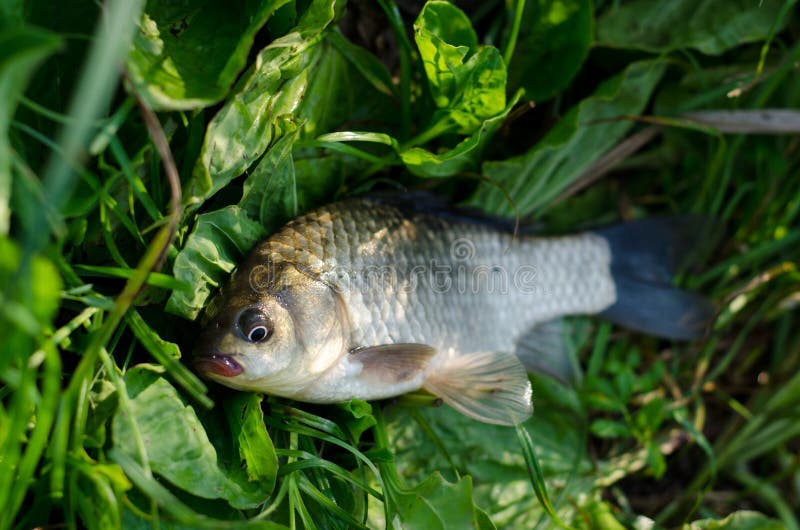 Fresh caught fish stock image. Image of grayling, recreation 140907963