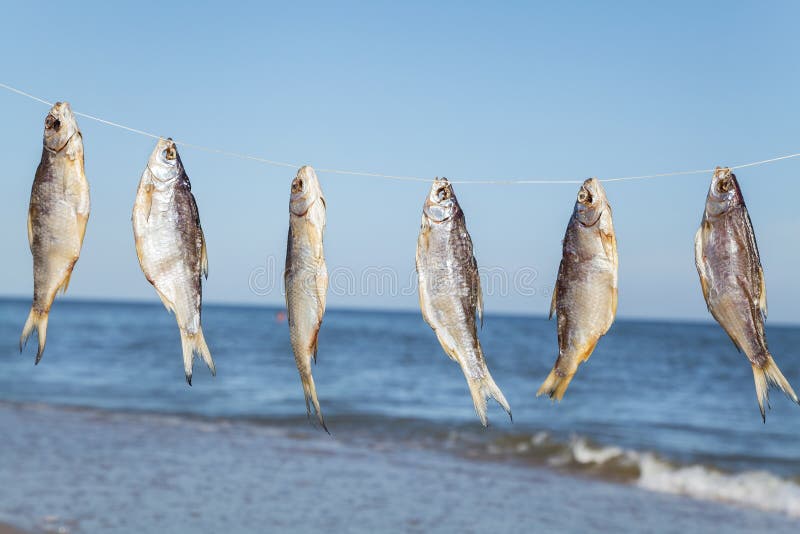 Caught fish drying on rope stock photo. Image of multiple 56431892