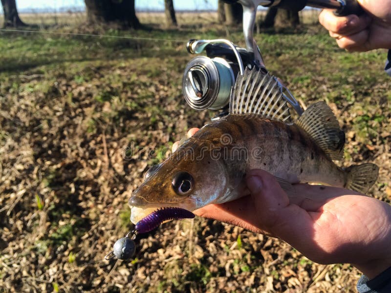 Caught fish stock image. Image of ocean, rainbow, nature 54491109
