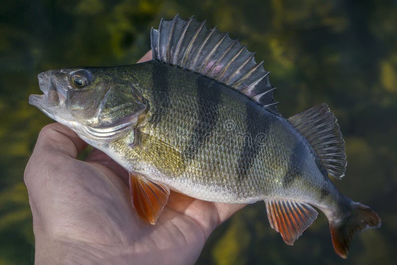 Caught Perch in Fish Stringer in Clear Water Floats Over the Rocks