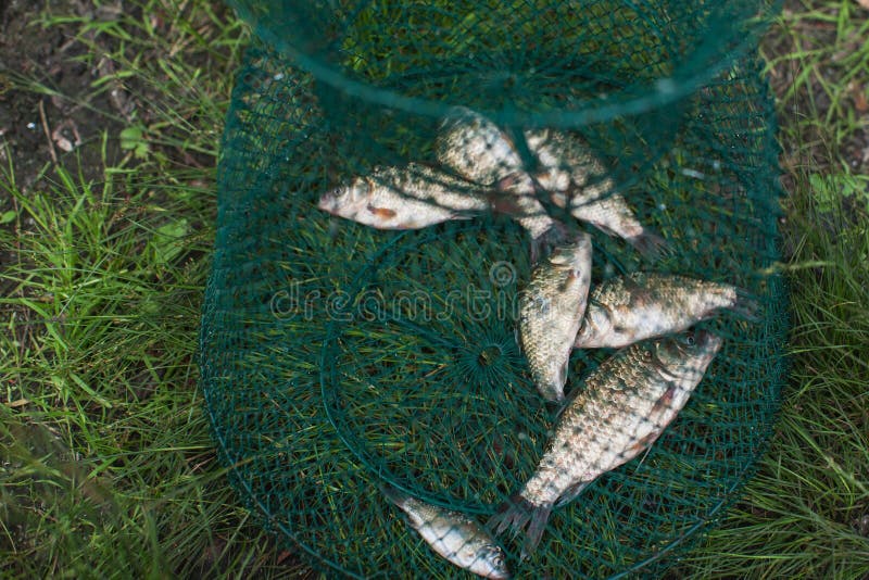 Caughted crucian carp royalty free stock image Caughted crucian carp royalty free stock image