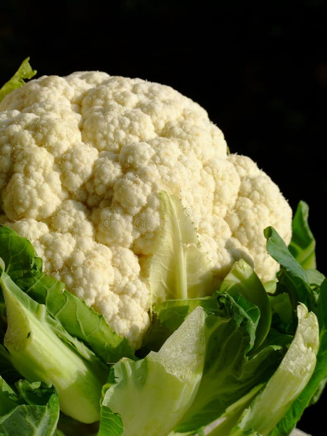 Cauliflower stock image. Image of brassicaceae, botrytis 1411113