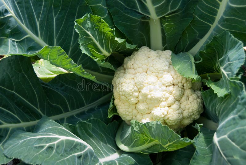 Cauliflower