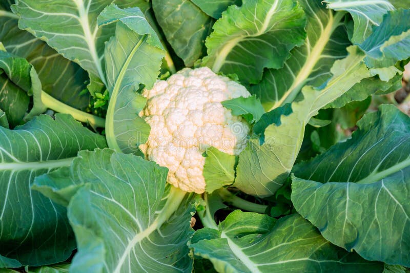 Cauliflower Alone, Closeup, Growing in a Greenhouse. Stock Image