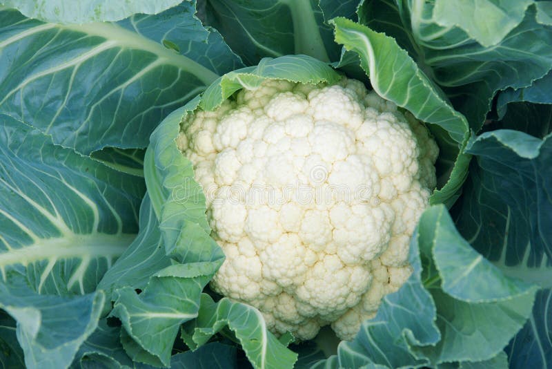 Cauliflower. The close-up of cauliflower plant royalty free stock images