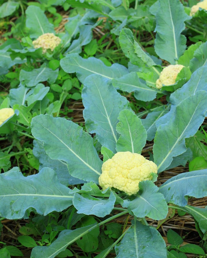Cauliflower in the Cultivation Farm Stock Photo Image of agricultural