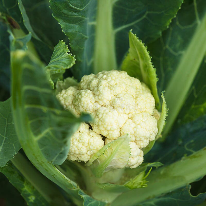Cauliflower stock image. Image of growing, flora, cabbage 19520153