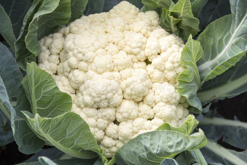 Cauliflower with leaves stock photo. Image of plant, flower 78766878