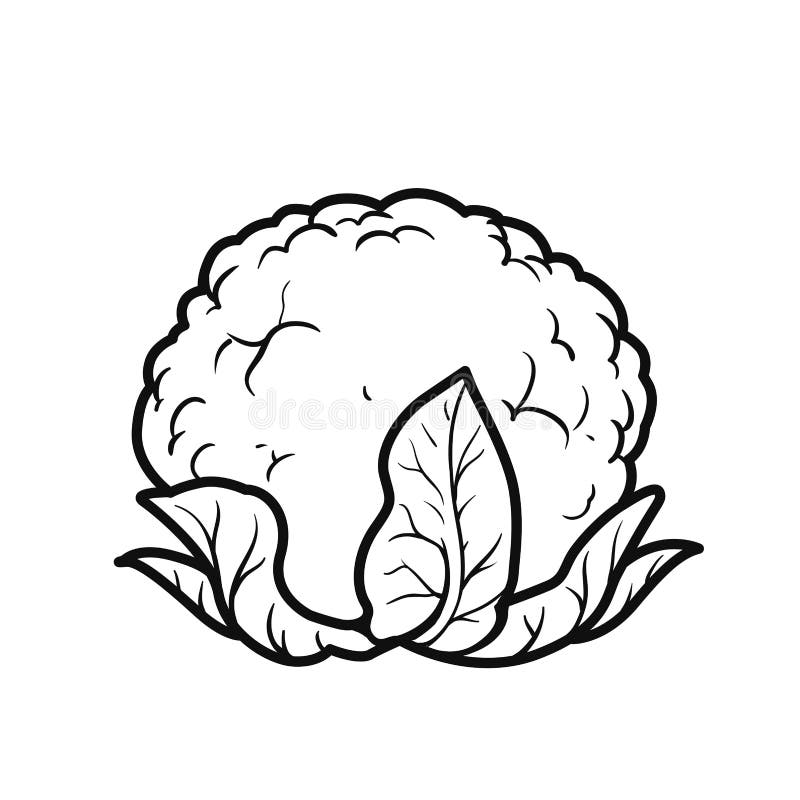 Cauliflower Linear Drawing on White Stock Vector Illustration of