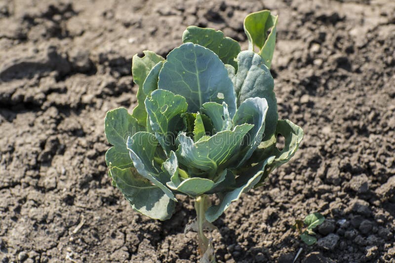 Cauliflower Plant stock image. Image of agro, cultivation 61024713
