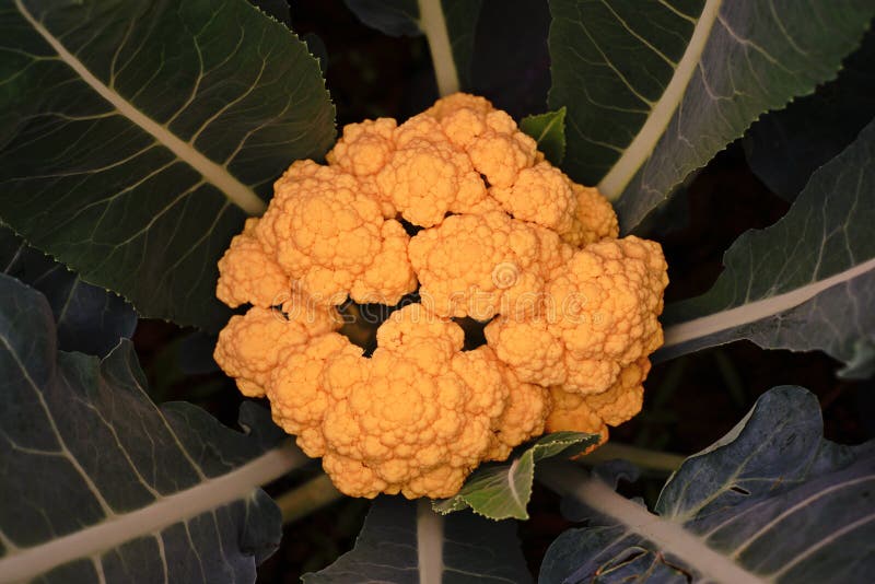 Cauliflower plant stock image. Image of ingredient, healthy 87455909