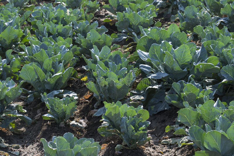 Cauliflower Crop stock photo. Image of crop, field, pradesh 61004018