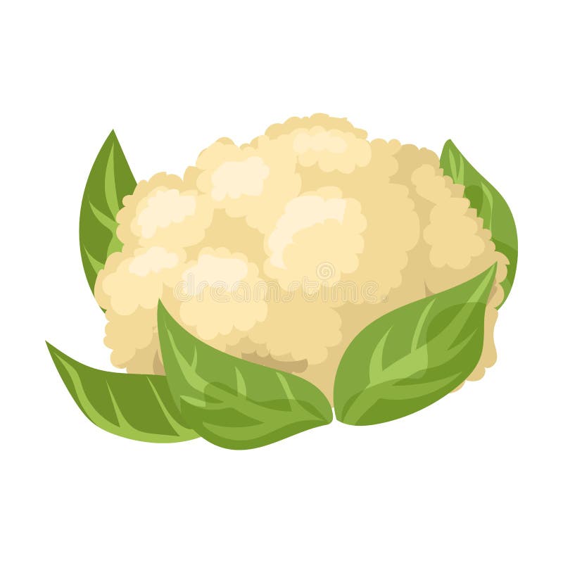 Cauliflower Vector Icon.Cartoon Vector Icon Isolated on White