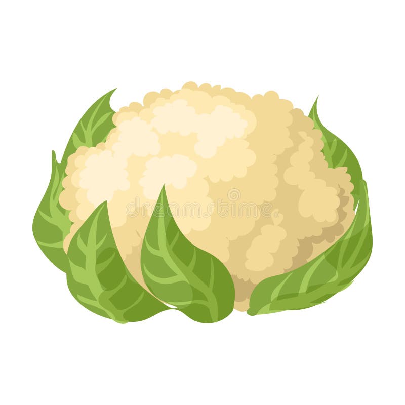 Cauliflower Vector  Vector Icon Isolated on White Background  Cauliflower. Stock Vector - Illustration of calories, leaves: 179832946