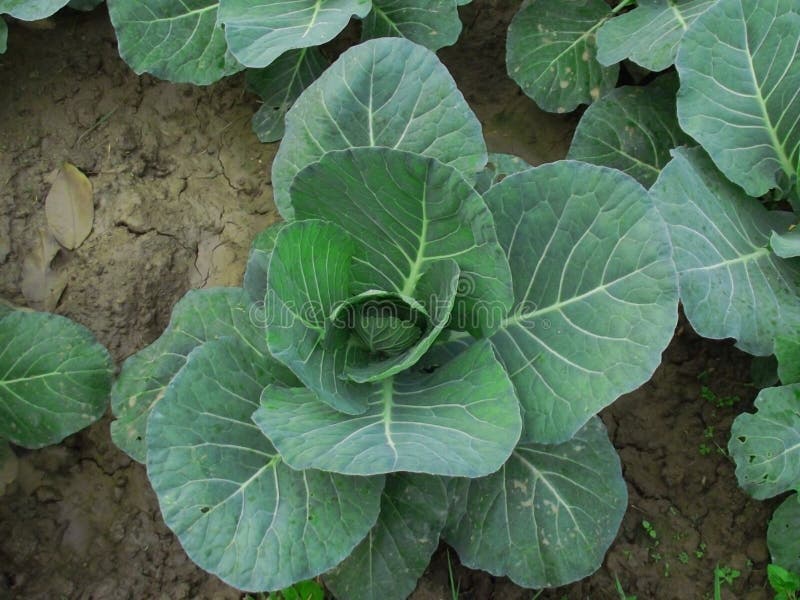 Cauliflower Vegetable, Brassica Oleracea Var. Botrytis Closeup Image