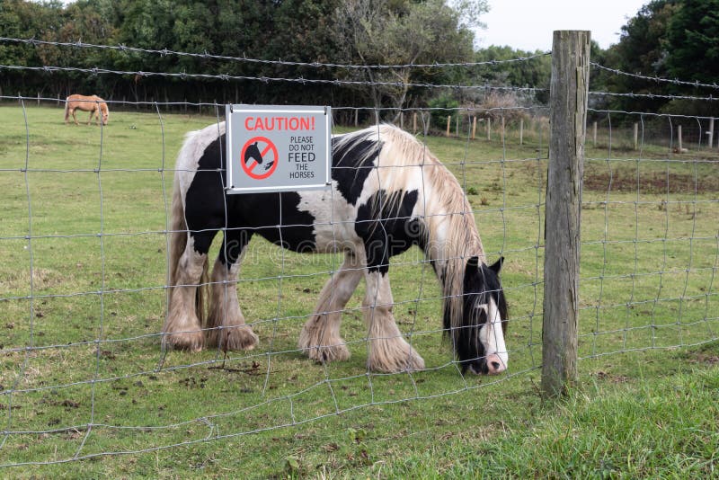 Caution Do Not Feed Horses sign on a wire fence enclosing a field or paddock stock photo