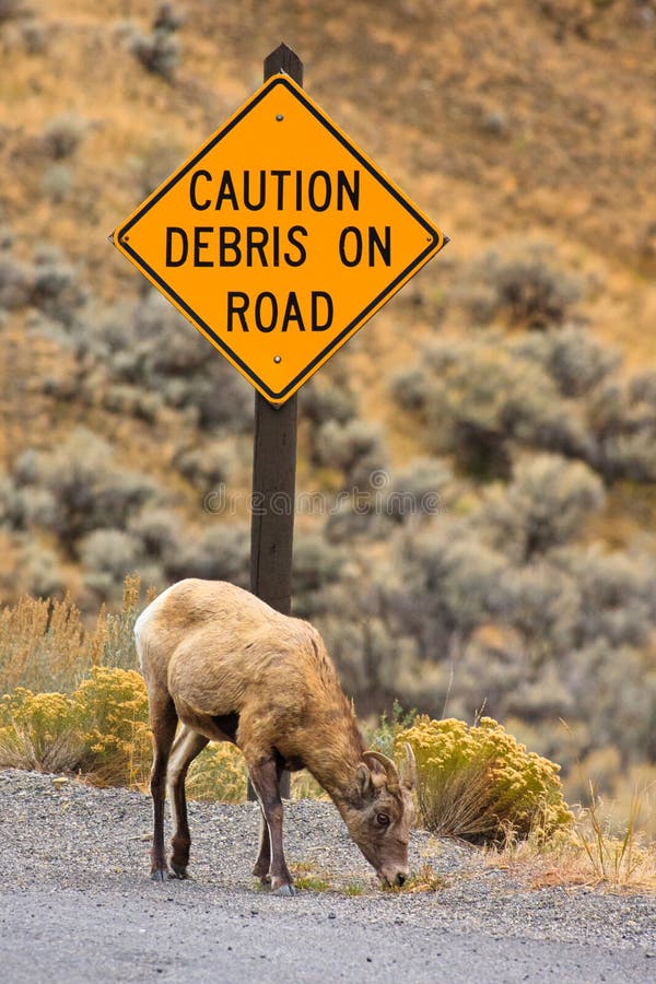 Caution Sign and Ewe