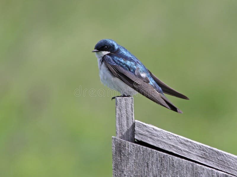 Cautious Tree Swallow