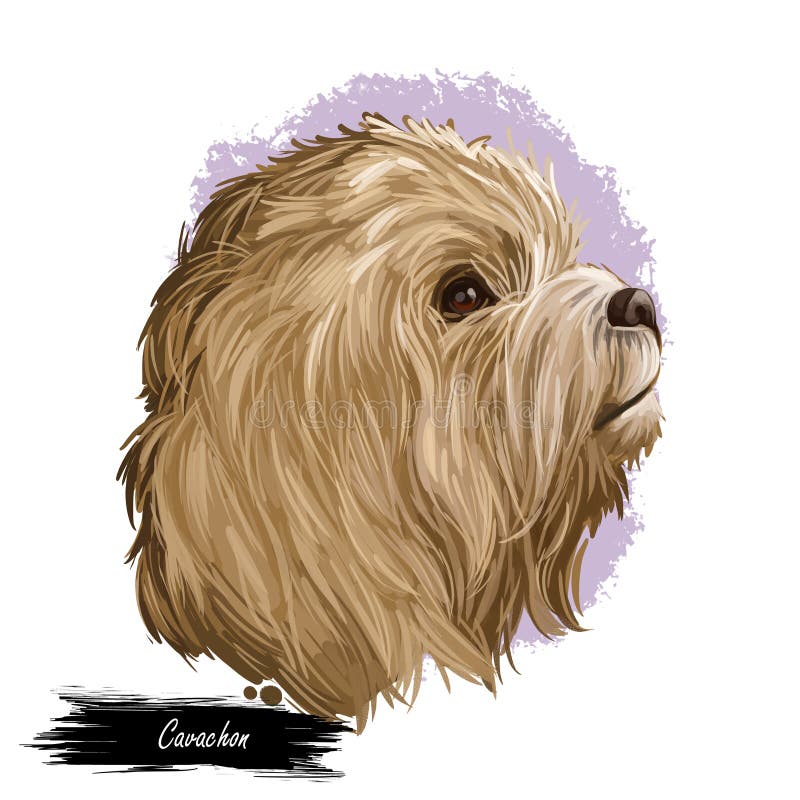 cavachon digital art illustration cute canine animal beige color cavalier king charles spaniel bichon frise head portrait 171550921