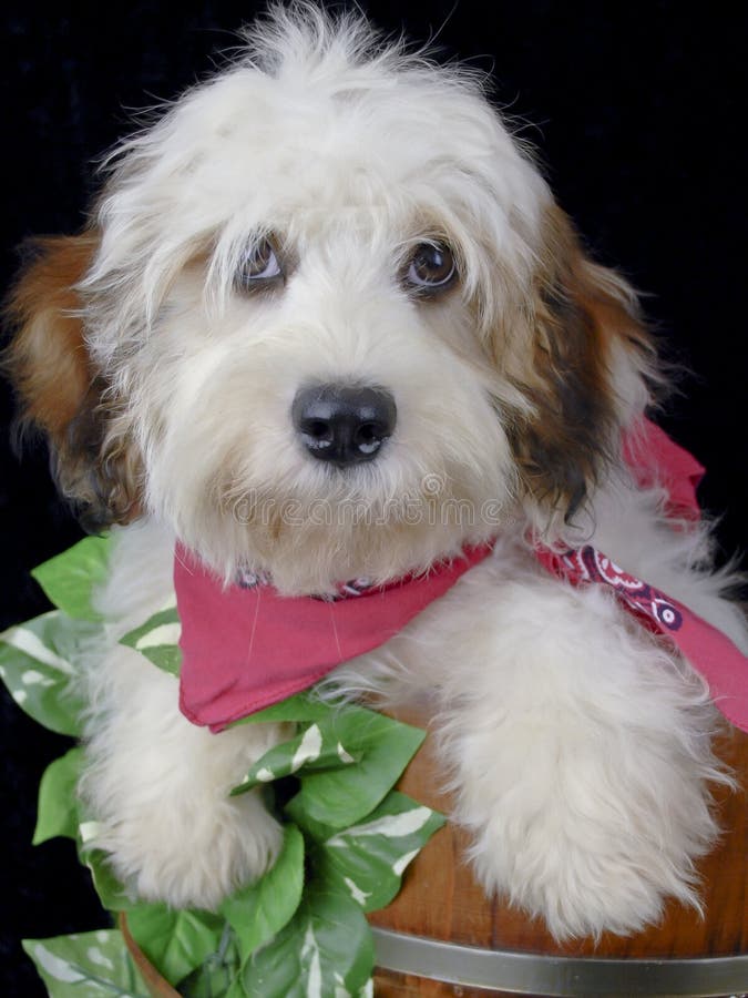 Cavachon Puppy Buff ID:20554 Located at Petland Batavia, Illinois