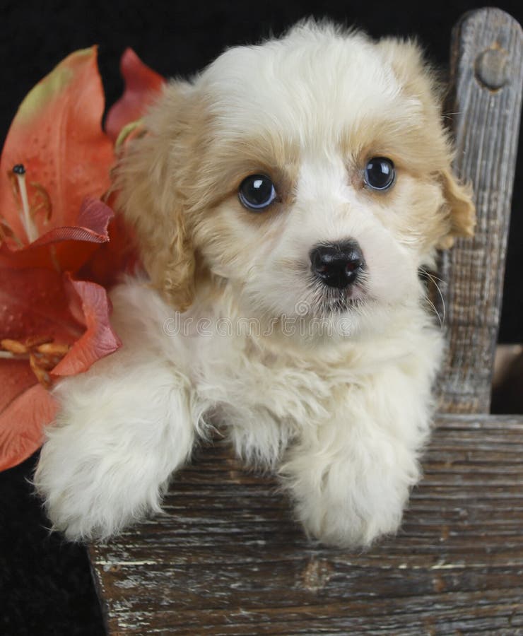 Lulu - Cavachon Puppy For Sale in Ohio
