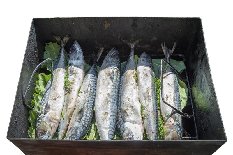Cavala inteira fresca dos peixes com cabeças Preparação dos peixes para fumar Isolado no fundo branco foto de stock Cavala inteira fresca dos peixes com cabeças Preparação dos peixes para fumar Isolado no fundo branco foto de stock