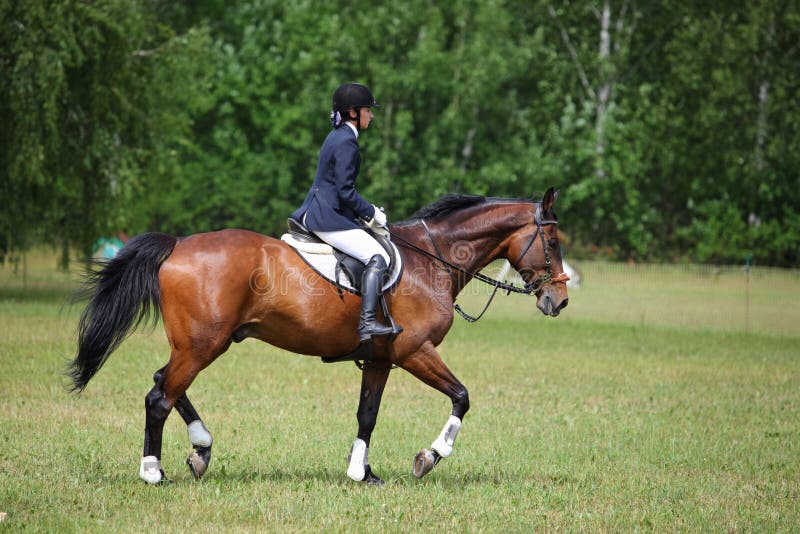 Cavaleiro No Cavalo Da Baía No Salto Esportivo No Congresso