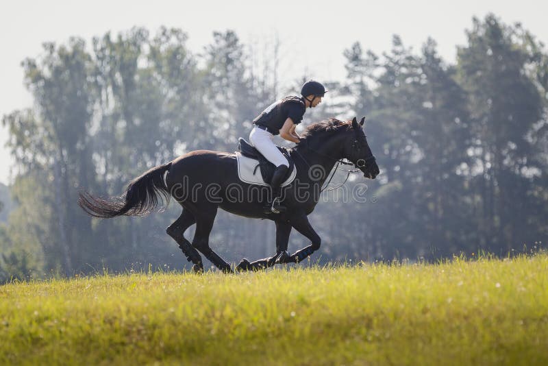 Cavalo Pulando Durante O Encontro De Cavalo Em Todo O País Pela Manhã  Fotografia Editorial - Imagem de grama, verde: 160272922