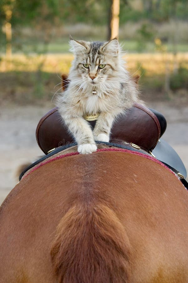 Cavaleiro felino