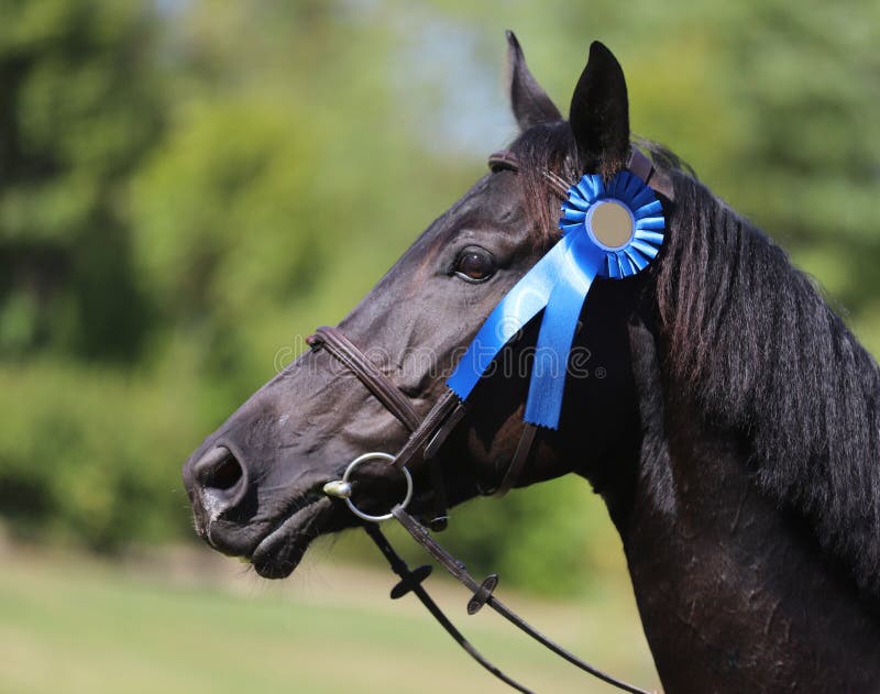 Cara De Um Cavalo De Corrida De Raça Pura Bonita No Treinamento De Dressage  Foto Royalty Free, Gravuras, Imagens e Banco de fotografias. Image 57193614