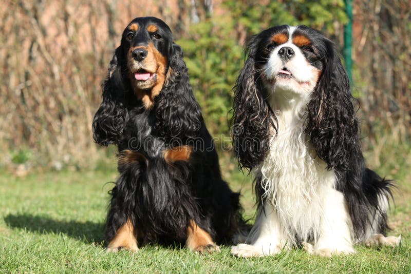 Cavalier King Charles with English Cocker Spaniel