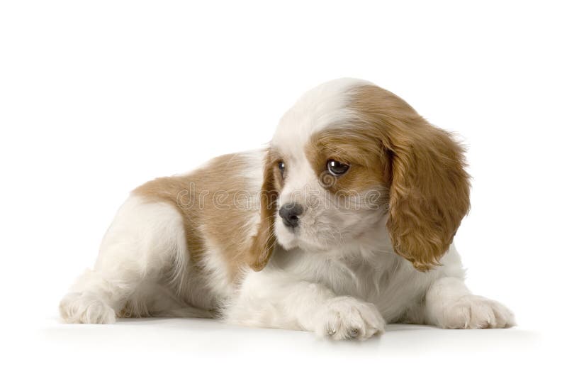 Cavalier King Charles Puppy stock photography