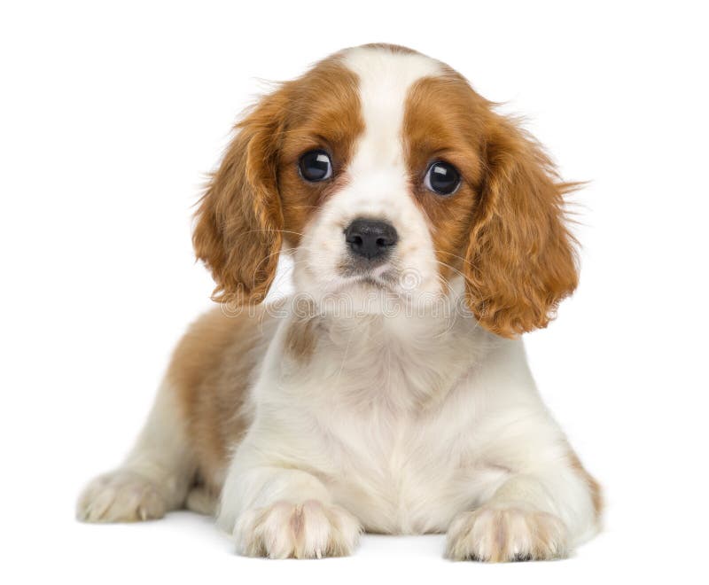 Cavalier King Charles Puppy lying and facing royalty free stock photography