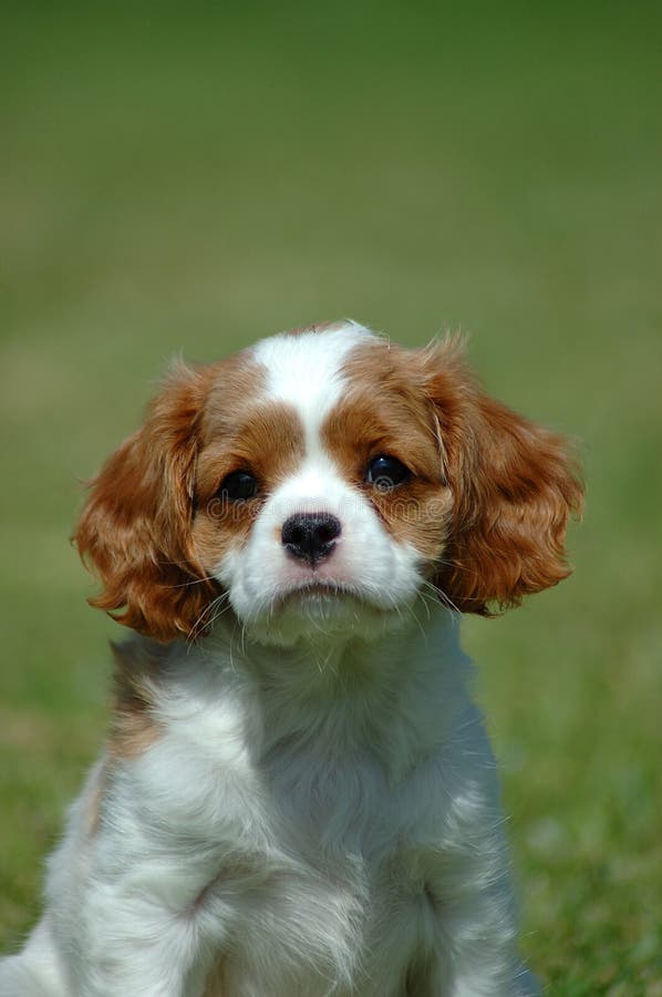 Cavalier King Charles Spaniel royalty free stock photos Cavalier King Charles Spaniel royalty free stock photos