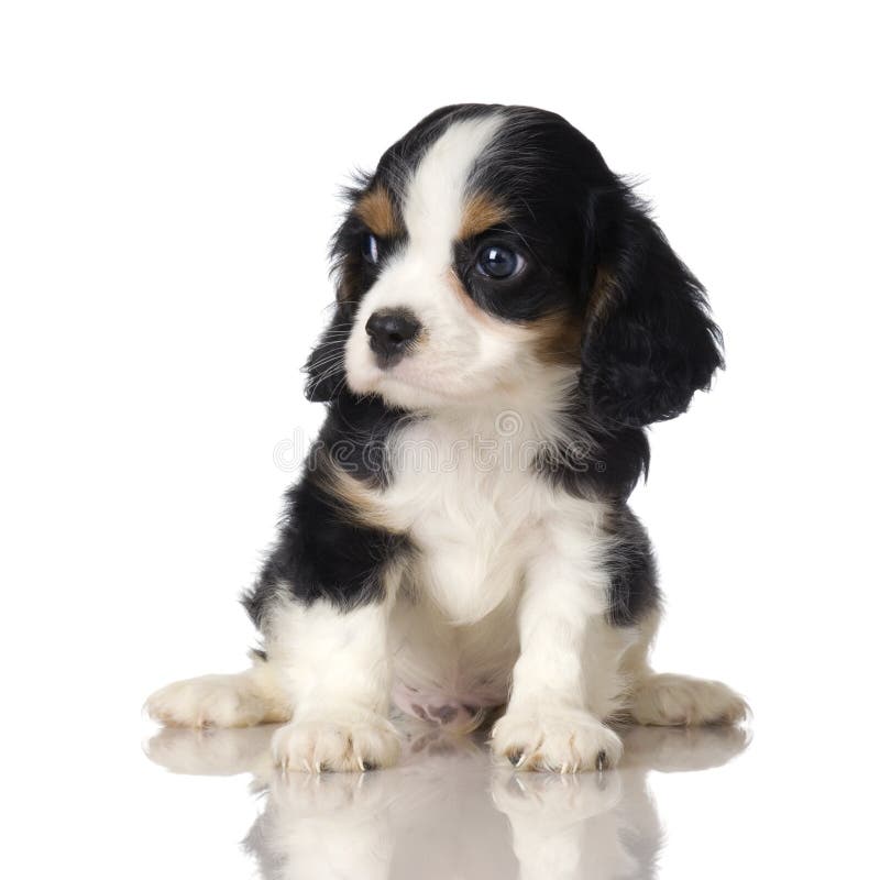 Cavalier King Charles Spaniel