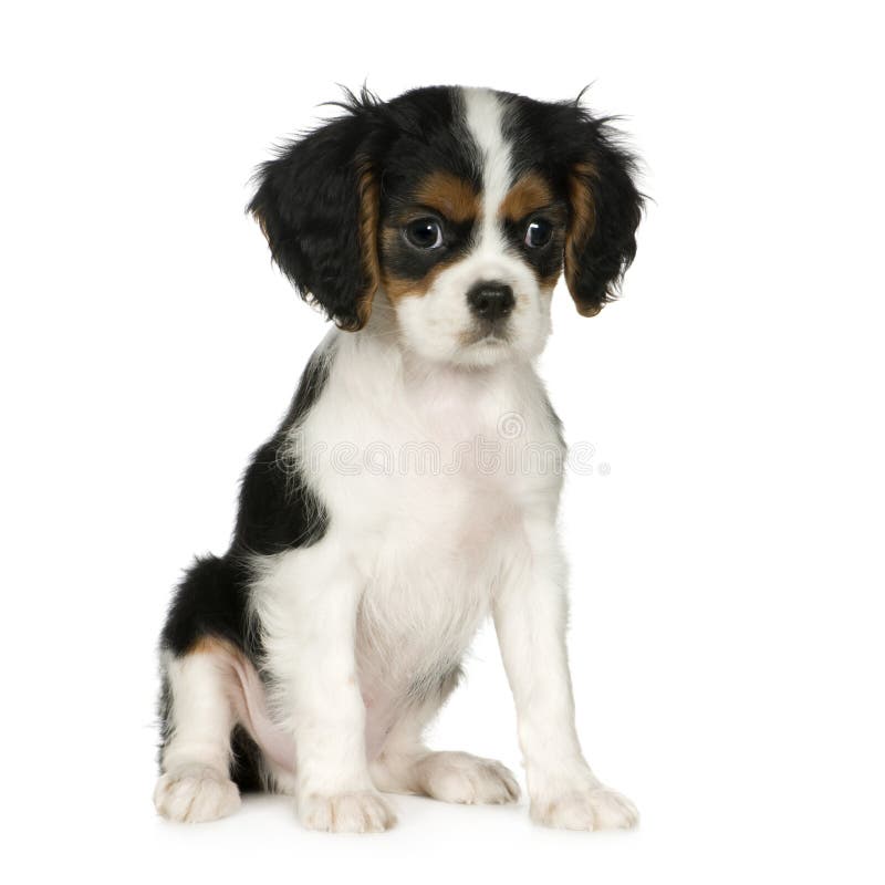 Cavalier King Charles Spaniel (3,5 months)